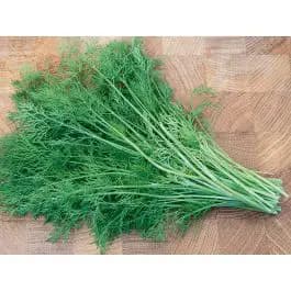 Echtes Dill-Kraut Saatgut